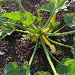 Veluwse Voedseltuin Courgette