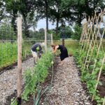 Veluwse Voedseltuin peultjes plukken